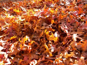 Leaves 